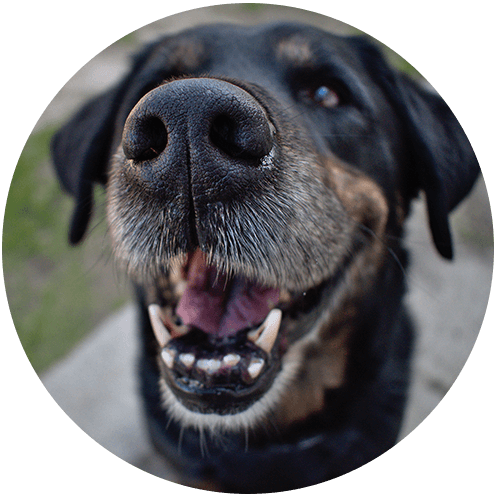 What should I do for pet dental care?